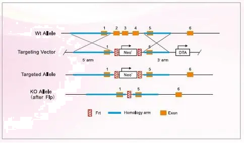 ES打靶基因敲除/敲入鼠